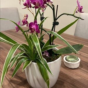 Meet your Posher, Ernie